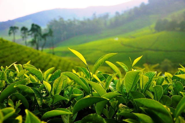 Reading the Tea Leaves 2019 ARDC Annual Report